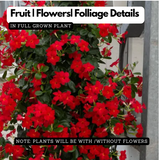 Mandivilla Red(Mandevilla sanderi) Live Plant (Home & Garden)