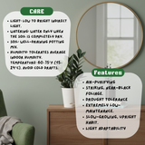 Black ZZ Plant (Raven Zamioculcas zamiifolia) in 5 Inch Slef-watering Pot | Indoor Air-Purifying | Low-Maintenance | Perfect for Home & Office (Pot Colour May Vary On Availability)