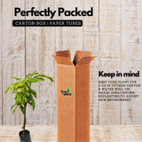 Banana Mango(Mangifera indica)Fruit Live Plant (Home & Garden)