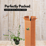 Vishnu kranthi(Dwarf Morning-glory)Live Plant (Home & Garden)