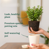 Jade Plant (Crassula Ovata) Good Luck Live Succulent | Low Maintenance Plant for Office Desk & Home Décor | Natural Air Purifier in Stylish Self-Watering Pot (Pot Colour May Vary)