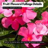 Mandivilla Pink(Mandevilla sanderi)Live Plant(Home & Garden)