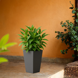 Gem Rotomolded Pots for Home & Garden (Pack of 1)