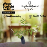 Soapnut / Ritha / Tree( Avenue Trees)Live Plant (Home & Garden)