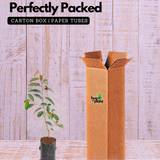 Pulasan Fruit / Philosan (Nephelium mutabile)Grafted Fruit Live Plant (Home & Garden)