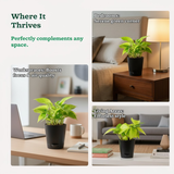 Golden Money Plant, Golden Pothos (Epipremnum Aureum) In Self-watering Pot | Live Indoor Plant for Positive Vibes | Air-Purifying & Decorative Plant for Home and Office (Pot Colour May Vary)