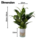 Peace Lily in Selfwatering Pot (Spathiphyllum) Flowering/Ornamental Live Plan (Home & Garden)
