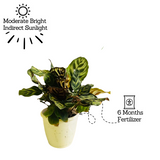 Calathea Makoyana - Live Plant (Home & Garden)