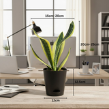 Sansevieria Futura Superba (Snake Plant) In 5 Inch Self-watering Pot | Indoor Air-Purifying Plant | Low-Maintenance | Ideal for Home & Office Décor (Pot Colour May Vary On Availability)
