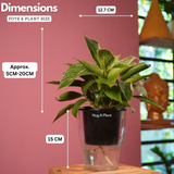 Philodendron Birkin / White Wave - Live Plant (With 5 Inch Self-Watering Pot & Plant)