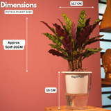 Calathea insignis (Goeppertia insignis) - Live Plant (With 5 Inch Self-Watering Pot & Plant)