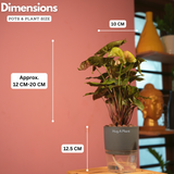 Syngonium Red Plum Plant (Pink veins) - Live Plant (With Self-Watering Pot & Plant)