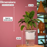 Calathea Zebrina / Zebra Plant - Live Plant (With 5 Inch Self-Watering Pot & Plant)