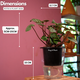 Watermelon Peperomia (Peperomia argyreia) - Live Plant (With 5 Inch Self-Watering Pot & Plant)
