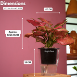 Aglaonema Red Angel / Chinese Evergreen (Aglaonema commutatum)- Live Plant (With 5 Inch Self-Watering Pot & Plant)