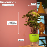 Syngonium Red Plum Plant (Pink veins) - Live Plant (With Self-Watering Pot & Plant)