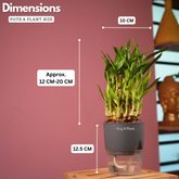 3 Layer Lucky Bamboo - Live Plant (With Self-Watering Pot & Plant)