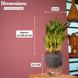 3 Layer Lucky Bamboo - Live Plant (With Self-Watering Pot & Plant)