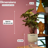 Syngonium Red Plum Plant (Pink veins) - Live Plant (With Self-Watering Pot & Plant)