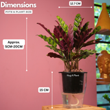 Calathea insignis (Goeppertia insignis) - Live Plant (With 5 Inch Self-Watering Pot & Plant)