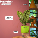 Monstera Peru (Monstera karstenianum)- Live Plant (With 4 Inch Self-Watering Pot & Plant)