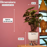 Syngonium Red Plum Plant (Pink veins) - Live Plant (With Self-Watering Pot & Plant)