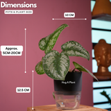 Silver Pictus / Silver Satin Pothos - Live Plant ( 4 Inch With Self-Watering Pot & Plant)