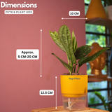 Monstera Peru (Monstera karstenianum)- Live Plant (With 4 Inch Self-Watering Pot & Plant)