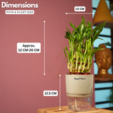 3 Layer Lucky Bamboo - Live Plant (With Self-Watering Pot & Plant)