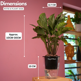 Calathea Freddie / Peacock Plant- Live Plant (With 5 Inch Self-Watering Pot & Plant)