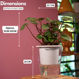 Watermelon Peperomia (Peperomia argyreia) - Live Plant (With 5 Inch Self-Watering Pot & Plant)