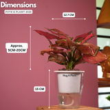 Aglaonema Red Angel / Chinese Evergreen (Aglaonema commutatum)- Live Plant (With 5 Inch Self-Watering Pot & Plant)