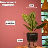 Monstera Peru (Monstera karstenianum)- Live Plant (With 4 Inch Self-Watering Pot & Plant)