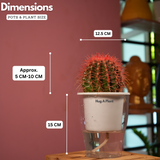Ball Cactus Red (echinocactus grusonii) - Live Plant (With 5 Inch Self-Watering Pot & Plant)