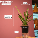 Sansevieria Silver Princess / Snake Plant (Sansevieria trifasciata)- Live Plant (With 5 Inch Self-Watering Pot & Plant)