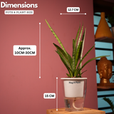Sansevieria Silver Princess / Snake Plant (Sansevieria trifasciata)- Live Plant (With 5 Inch Self-Watering Pot & Plant)