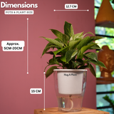 Philodendron Birkin / White Wave - Live Plant (With 5 Inch Self-Watering Pot & Plant)