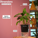 Calathea Zebrina / Zebra Plant - Live Plant (With 5 Inch Self-Watering Pot & Plant)