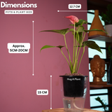 Red Anthurium (Anthurium andraeanum) Flowering/Ornamental Live Plant (With 5 Inch Self-Watering Pot & Plant)