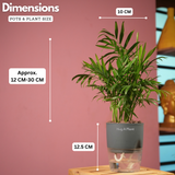 Chamaedorea Palm (Chamaedorea seifrizii) - Live Plant (With Self-Watering Pot & Plant)