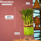 3 Layer Lucky Bamboo - Live Plant (With Self-Watering Pot & Plant)