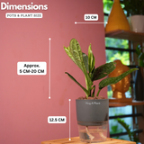 Monstera Peru (Monstera karstenianum)- Live Plant (With 4 Inch Self-Watering Pot & Plant)