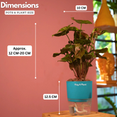 Syngonium Red Plum Plant (Pink veins) - Live Plant (With Self-Watering Pot & Plant)