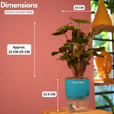 Syngonium Red Plum Plant (Pink veins) - Live Plant (With Self-Watering Pot & Plant)