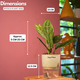 Monstera Peru (Monstera karstenianum)- Live Plant (With 4 Inch Self-Watering Pot & Plant)