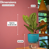 Monstera Peru (Monstera karstenianum)- Live Plant (With 4 Inch Self-Watering Pot & Plant)