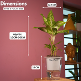 Dieffenbachia Sparkles - Live Plant (With 5 Inch Self-Watering Pot & Plant)