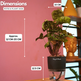 Syngonium Red Plum Plant (Pink veins) - Live Plant (With Self-Watering Pot & Plant)