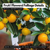 Sweet Bush Orange/Chinese Orange (Citrus sinensis) Fruit Live Plant (Home & Garden)