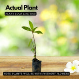 Navagraha: Shukran (Plant: Indian Fig / Anjeer / Common Fig) Fruit Live Plant (Home & Garden)